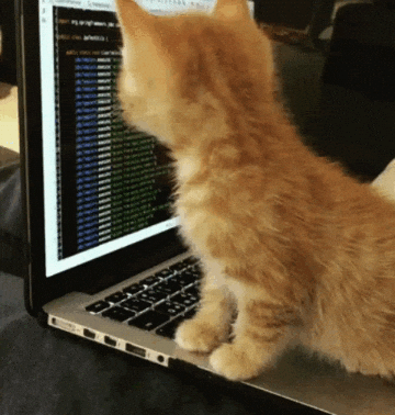 A kitten typing enthusiastically at a laptop